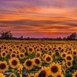 Meet your Posher, Ro